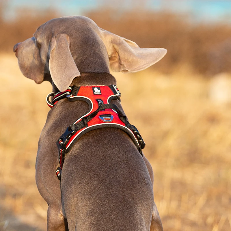 Truelove Thú Cưng Phản Quang N - đánh giá và giá Running Gear Dog